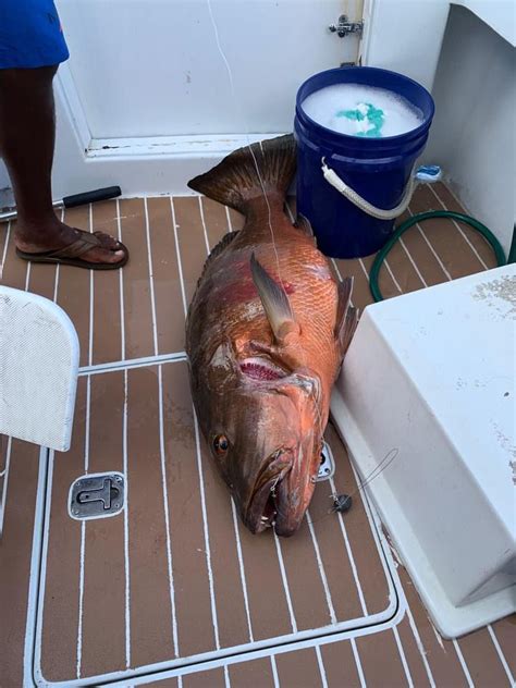 Yellowtail Charters Bahamas Fishing Snorkeling and .